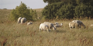 AGRINSIEME SARDEGNA: LATTE OVICAPRINO, A SASSARI FATTI ALTRI PICCOLI PASSI AVANTI, MA BISOGNA CONTINUARE A LAVORARE PER REMUNERAZIONE CHE COPRA COSTI PRODUZIONE; ATTENDIAMO NUOVO INCONTRO DEL 7 MARZO